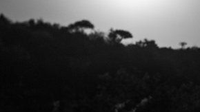 Existen muy pocas imágenes de panteras negras en su hábitat.