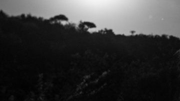 Existen muy pocas imágenes de panteras negras en su hábitat.