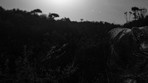 Existen muy pocas imágenes de panteras negras en su hábitat.