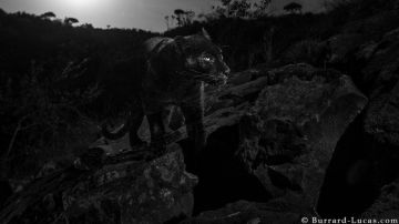 Existen muy pocas imágenes de panteras negras en su hábitat.