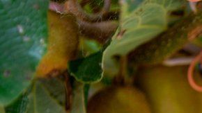 El kiwi es una de las frutas que podría verse afectada.