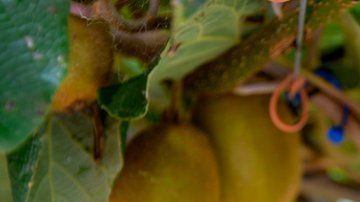 El kiwi es una de las frutas que podría verse afectada.