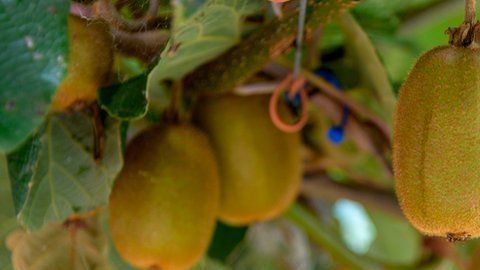El kiwi es una de las frutas que podría verse afectada.