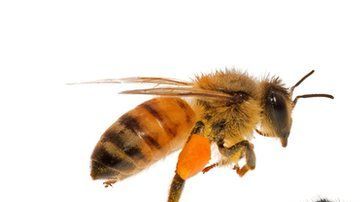 Wallace, del tamaño del pulgar de una persona adulta, es una hembra.