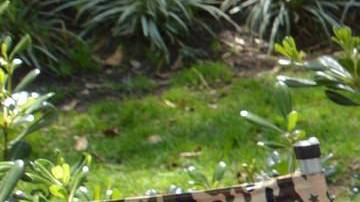 Para los investigadores, los quelites son un tesoro gastronómico.