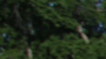 En Los Ángeles habitan mas de un millón de inmigrantes indocumentados