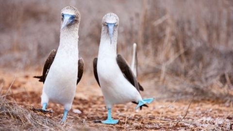 Los pájaros ayudaron a traer semillas y microorganismos a las islas.