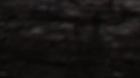 Rinoceronte.