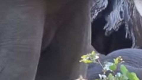 El bebé elefante no quiere despertarse.