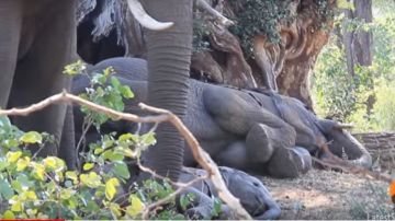 El bebé elefante no quiere despertarse.