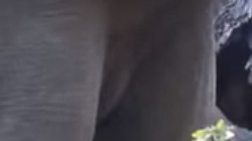 El bebé elefante no quiere despertarse.