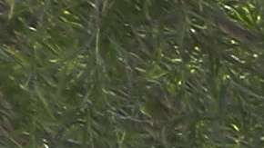 Este 15 de febrero Trump podría declarar emergencia nacional para construir el muro