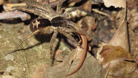 Una araña errante  cazando un lagarto.