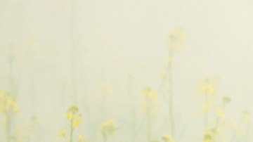 fog-3050078_1920