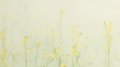 fog-3050078_1920