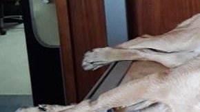 Un perro resultó herido por salvar a su dueño de un ataque.