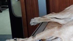 Un perro resultó herido por salvar a su dueño de un ataque.