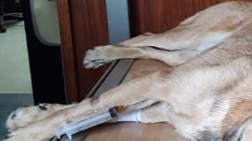 Un perro resultó herido por salvar a su dueño de un ataque.