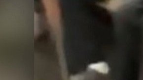 Felino viajando en la línea 1