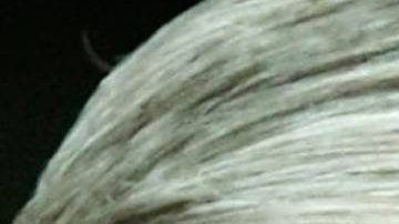 Trump ha tratado de desprestigiar la investigación de Mueller constantemente