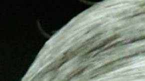 Trump ha tratado de desprestigiar la investigación de Mueller constantemente