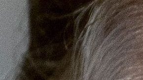 ¿Quién es y cómo funciona esta figura que estará preparara para el discurso de este martes de Donald Trump?