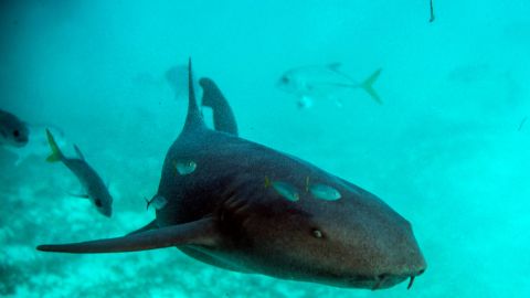 Los tiburones están en peligro de extinción.