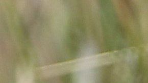 Un tejón de miel acarrea a su cachorro en Sudáfrica.