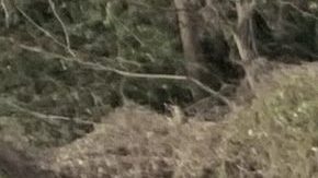 Los jugadores de la NFL también quisieron hacerse selfies con los chicos.