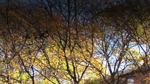 Louis Armstrong Houses, Bed-Stuy