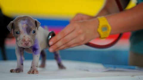 Si cuidas bien de tu perro, gastarás menos en su salud.