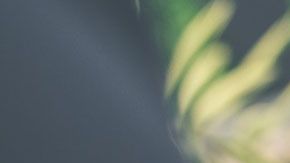 Nunca cedas a compartir datos personales o dinero.