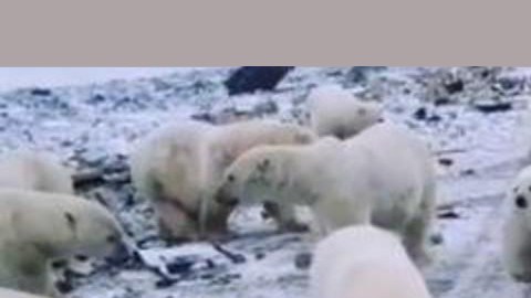 Los osos en Novaya.