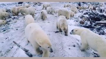 Los osos en Novaya.