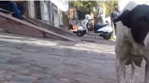 La perra no paró de llorar para que atendieran a su cachorro.