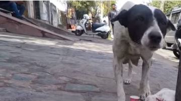 La perra no paró de llorar para que atendieran a su cachorro.