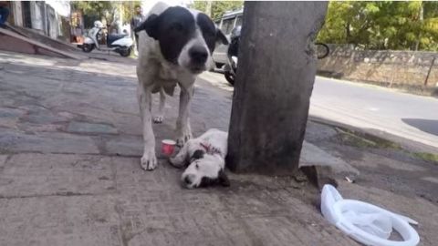 La perra no paró de llorar para que atendieran a su cachorro.