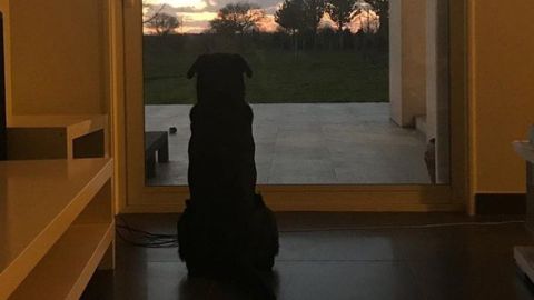 El perro del futbolista desaparecido sigue esperando a que regrese.