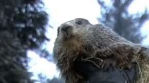 El pronóstico de Phil es esperado cada 2 de febrero.