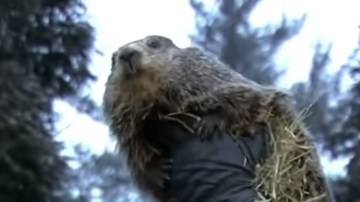 El pronóstico de Phil es esperado cada 2 de febrero.