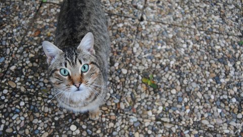 gata