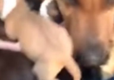 Una perra parece llorar al creer que sus cachorros murieron