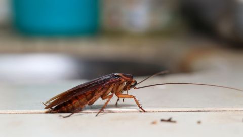cucarachas