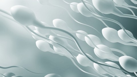 esperma