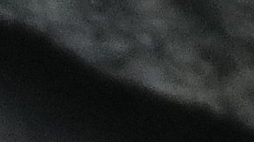 Oficiales de la Unidad para atender la Crueldad contra Animales del Departamento de Policía de Houston tranquilizaron al animal antes de comenzar las operaciones de traslado.