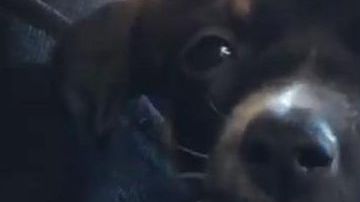 Wesley, la nueva mascota de Kylie Jenner.