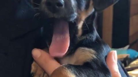 Wesley, la nueva mascota de Kylie Jenner.