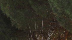 La policía fue alertada después de que una mujer logró escapar.