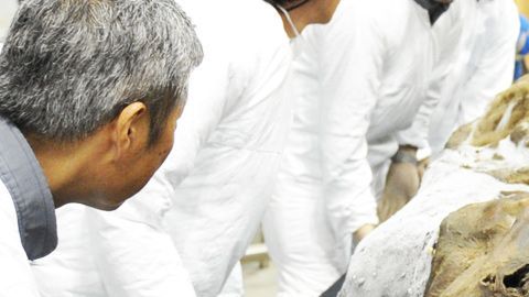 Yuka, un mamut bebé, fue hallado en 2011.