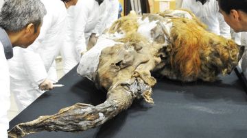 Yuka, un mamut bebé, fue hallado en 2011.